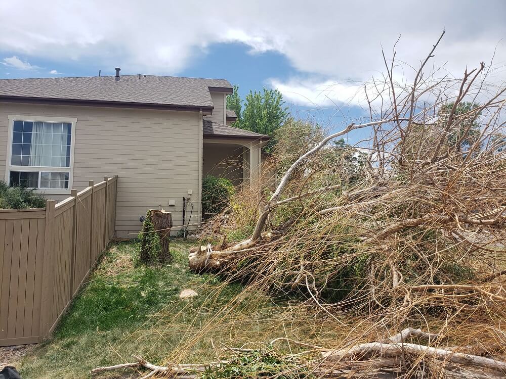 June 22 Castle Rock Willow Removal 3